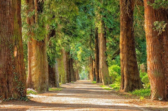 What Is The Basic Tree Services in Berkeley?